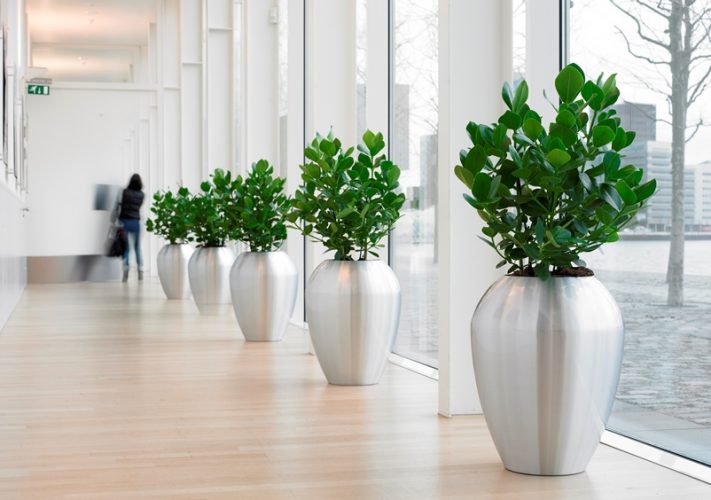Zimmerpflanze Kaufen 711 pflanzen indoor green raumbegr 252 nung Zimmerpflanze Kaufen 711 pflanzen indoor green raumbegr 252 nung